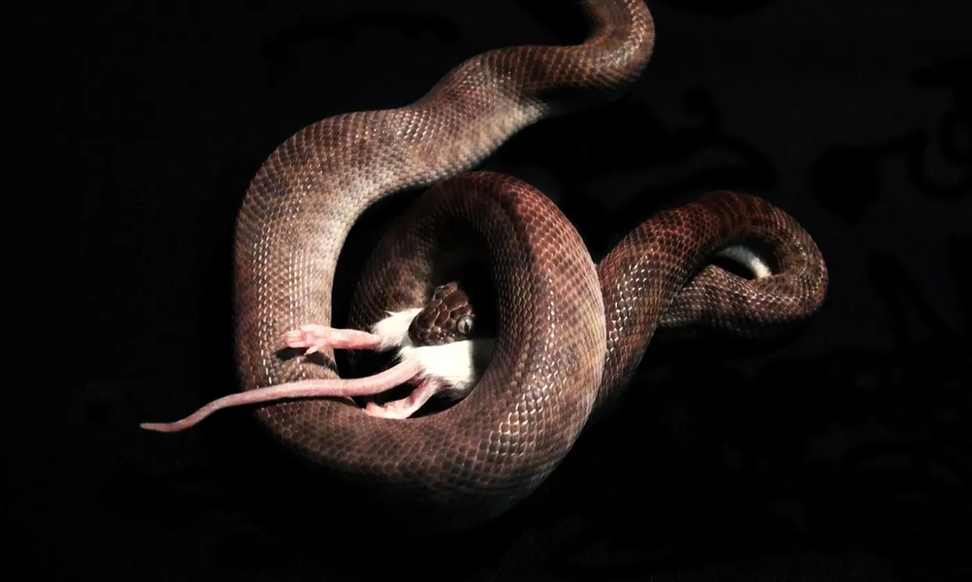 Illustration from the original article